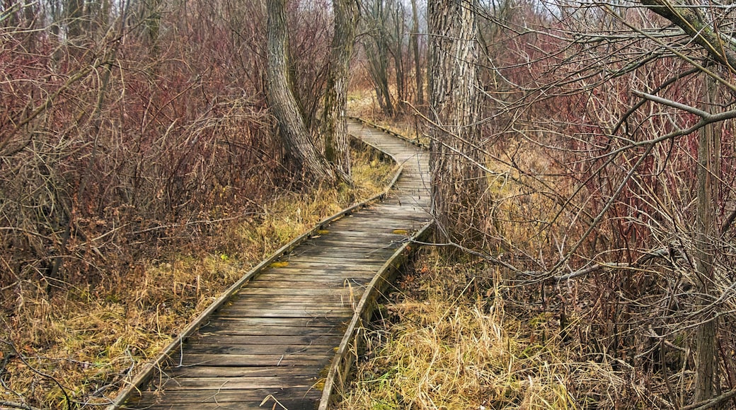 A wooden boardwalk winding through a forested area with leafless trees and underbrush.