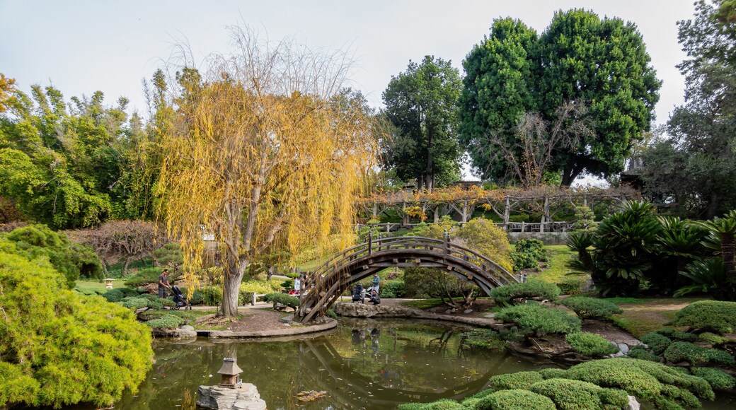 Beautiful Japanese garden of the famous Huntington Library