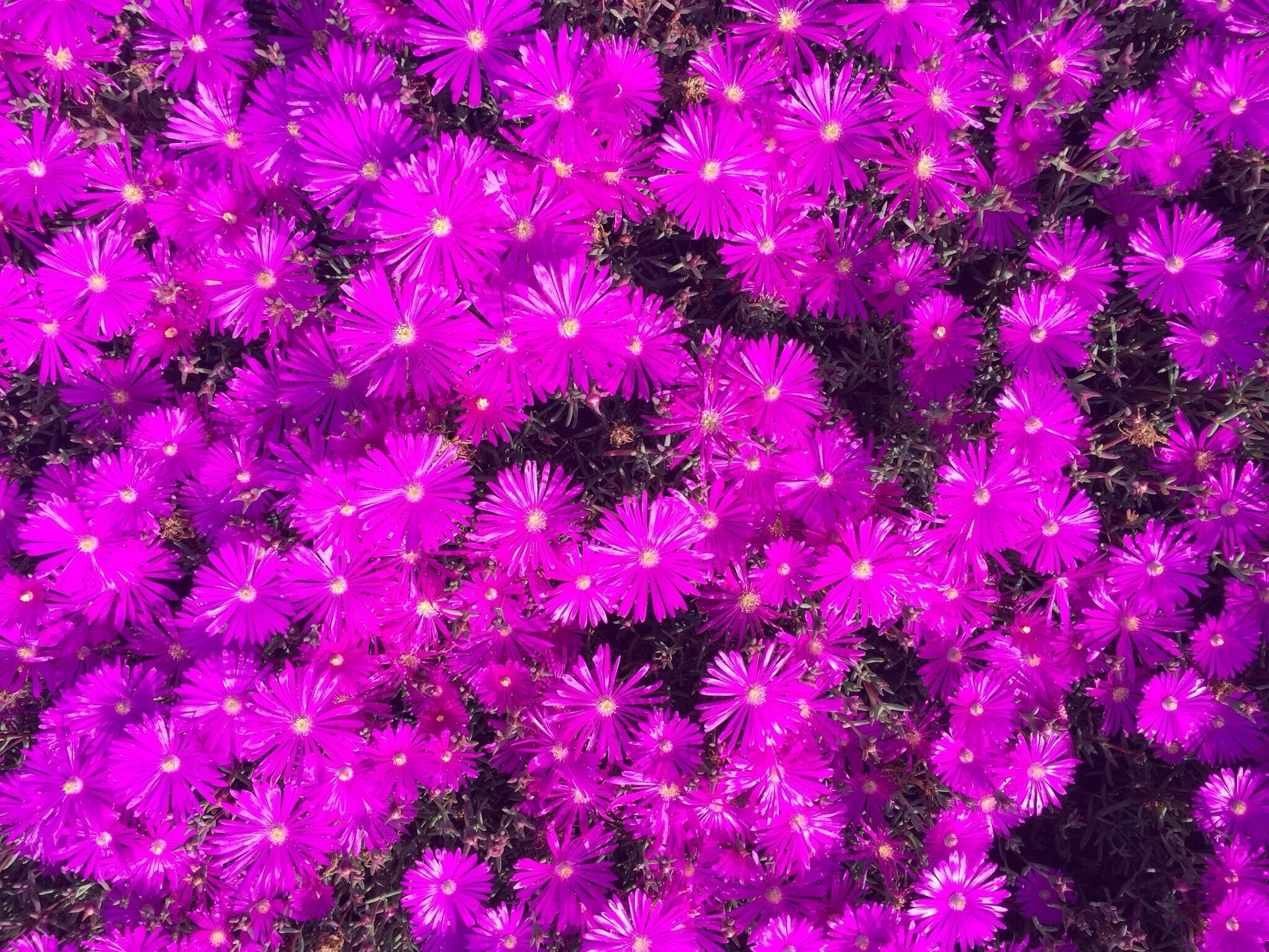 Flowers always brighten up my day! 🌷🌷🌷🌷🌷🌷🌷