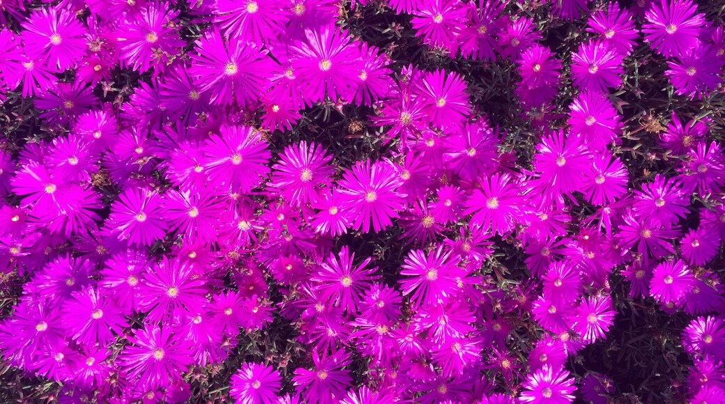 Flowers always brighten up my day! 🌷🌷🌷🌷🌷🌷🌷