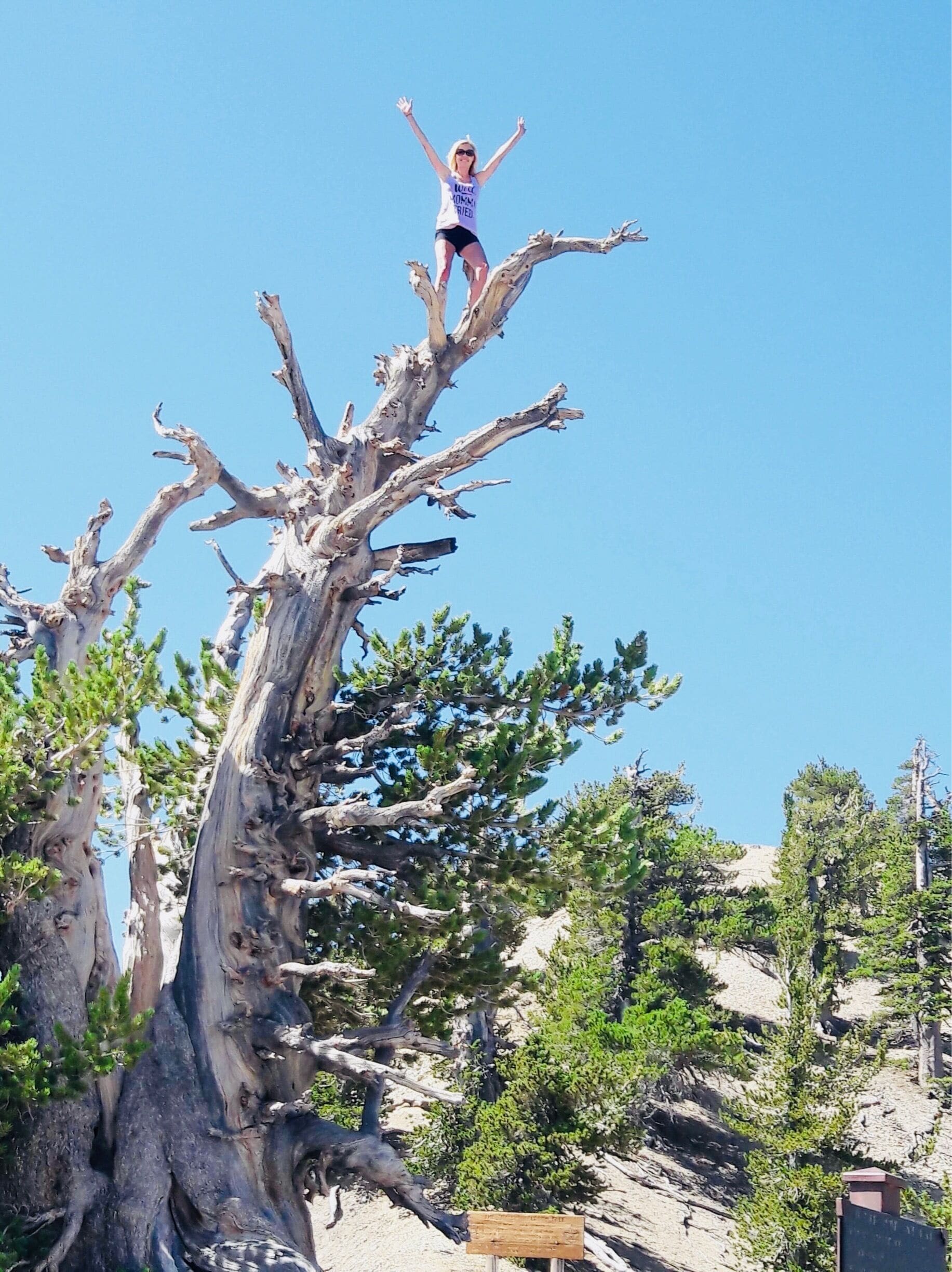 #AboveItAll
On top of “Wally” the Waldron Tree. A 1500 year old tree atop Mt. Baden-Powell 