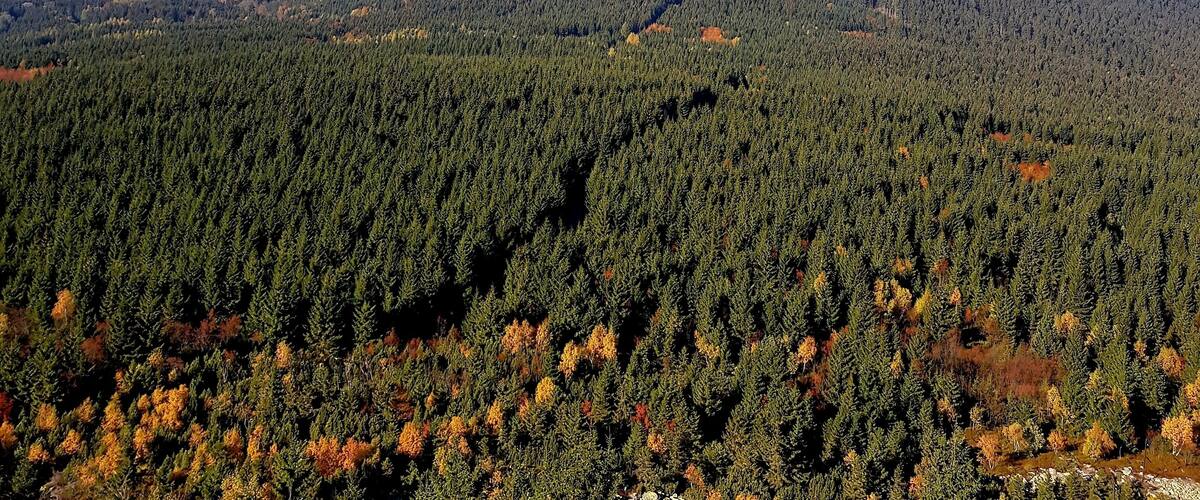 A mountainous landscape with dense forests and distant wind turbines.