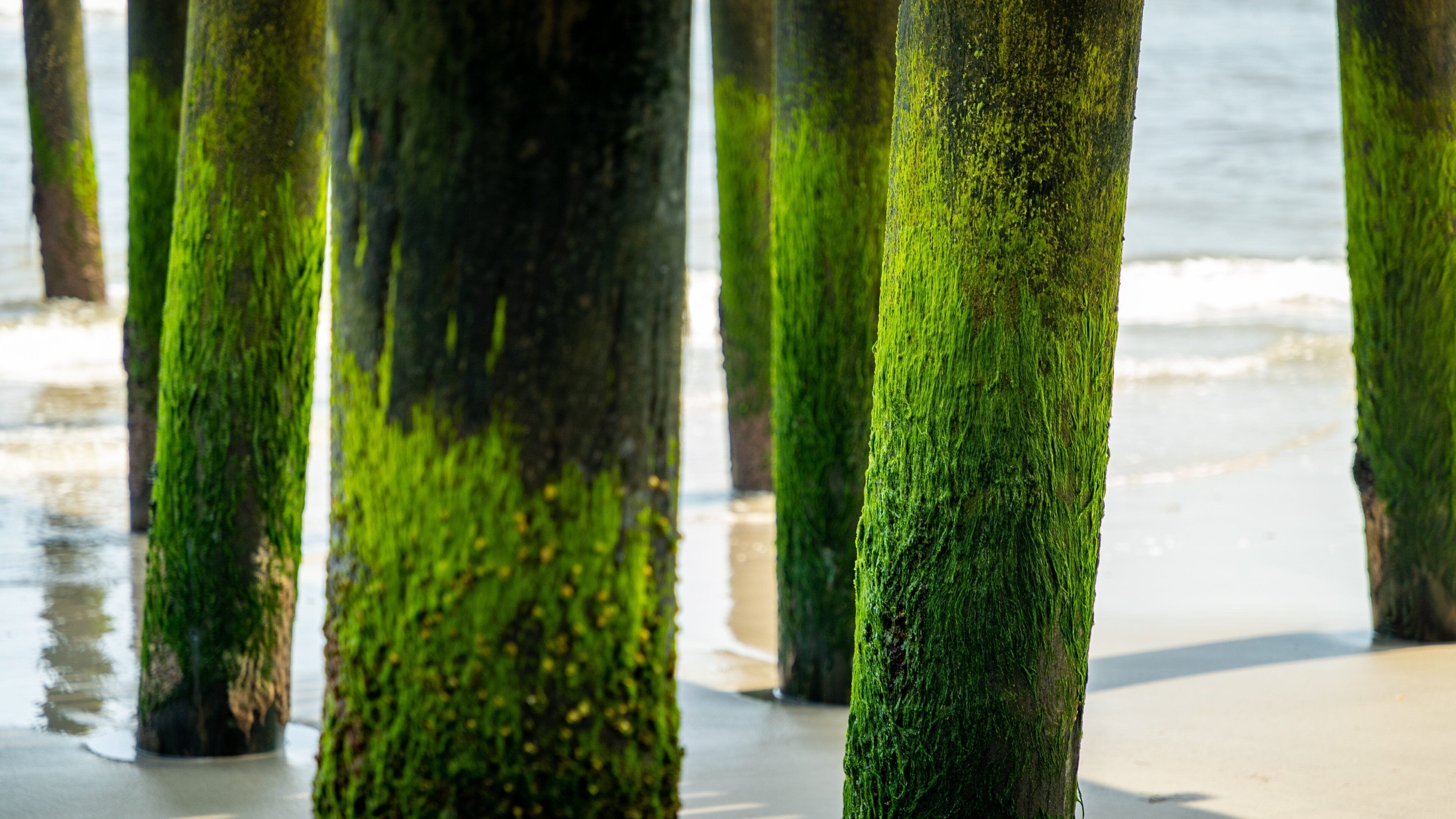Una playa con pilares de madera cubiertos de musgo verde.