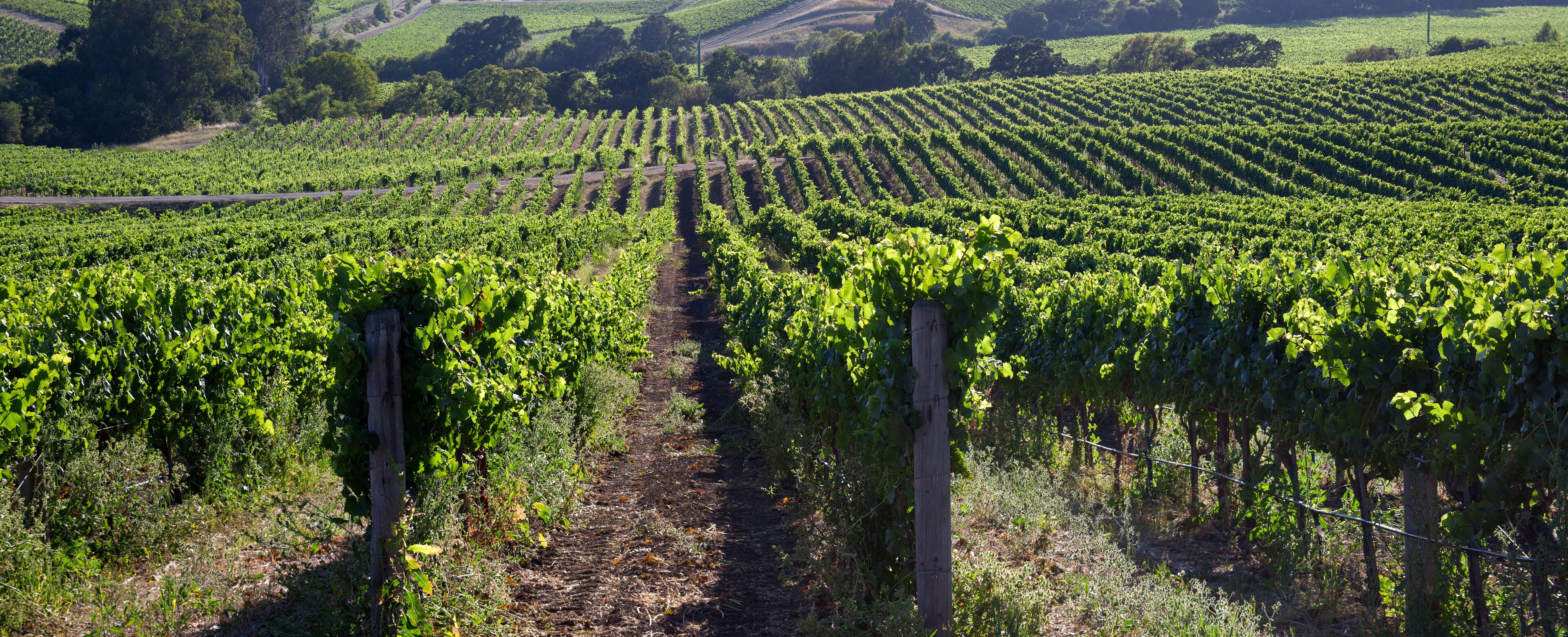 Beautiful Napa County Vineyard
