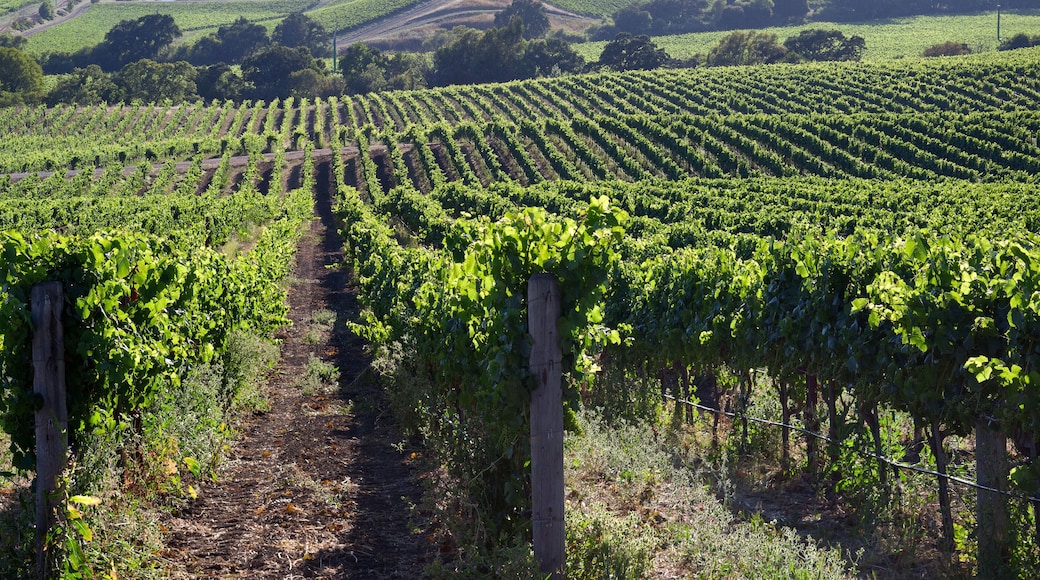 Beautiful Napa County Vineyard