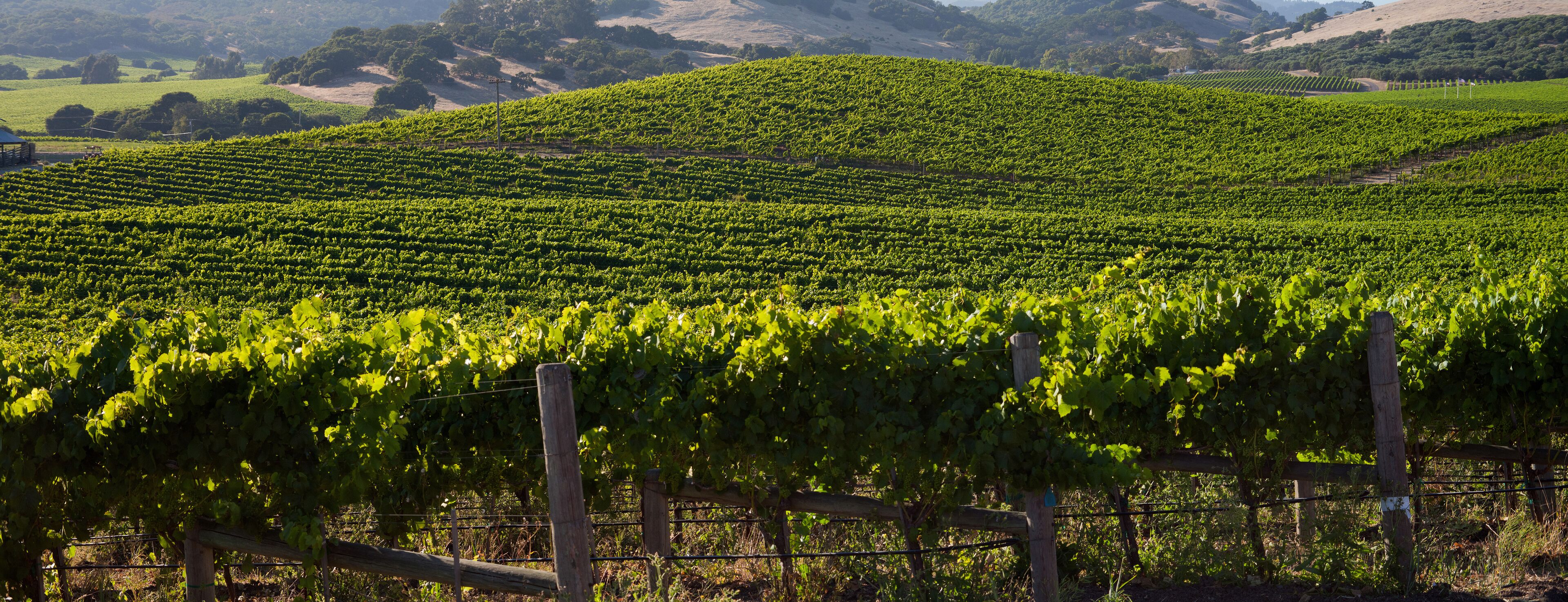 Beautiful Napa County Vineyard