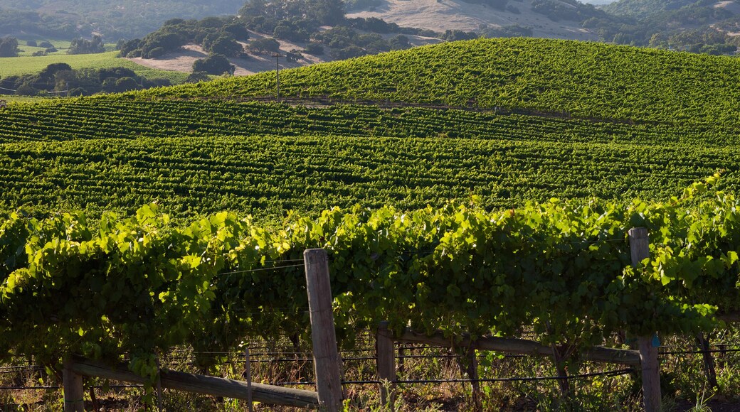 Beautiful Napa County Vineyard