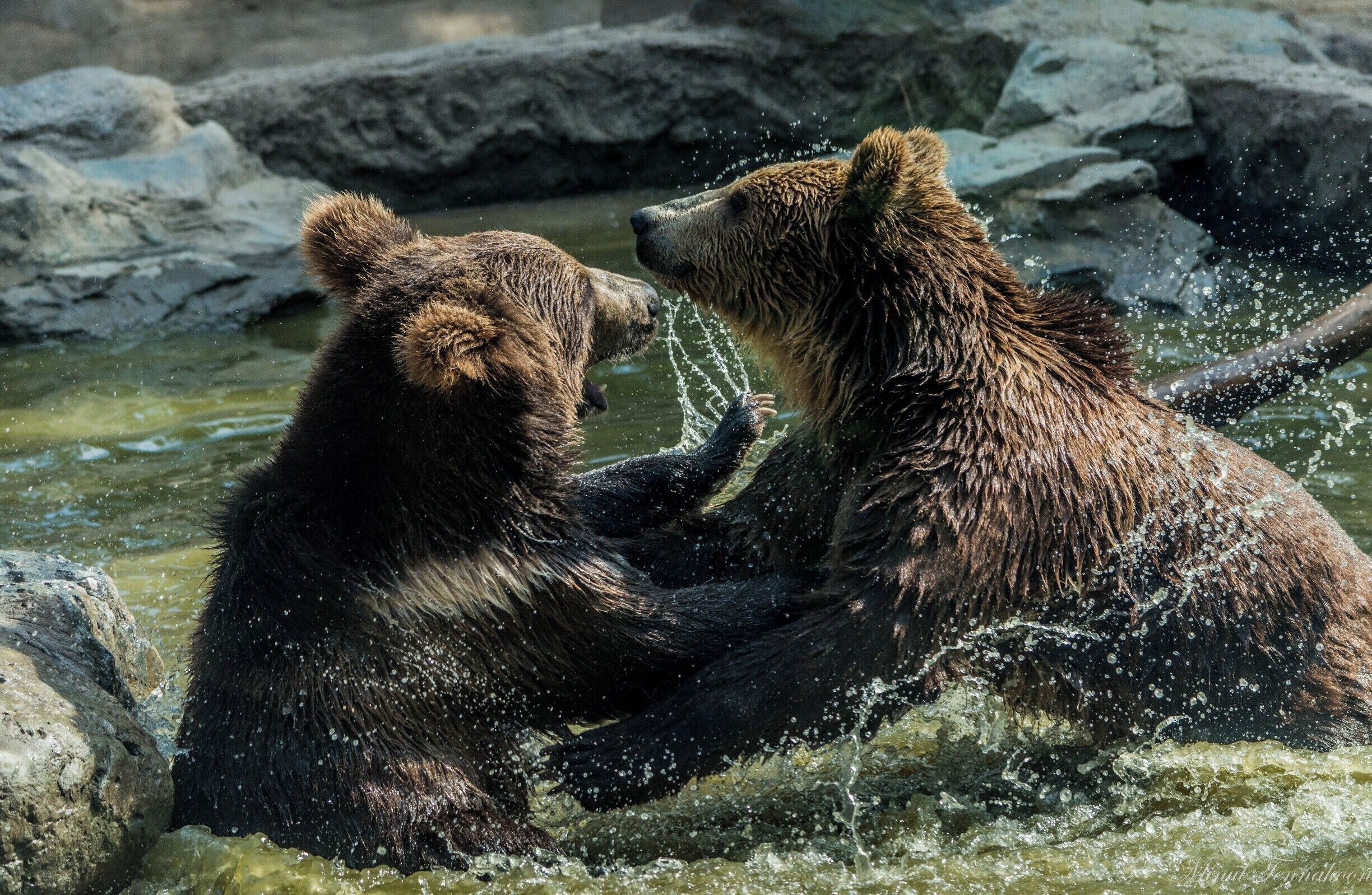Beijing Zoo is not the best of a zoo, but there is quite a variety of animals in the park. It occupies a massive area in the city. I really enjoyed these two adorable bears playing with each other. Above all, it is the best place in Beijing to visit Giant Pandas as well.  