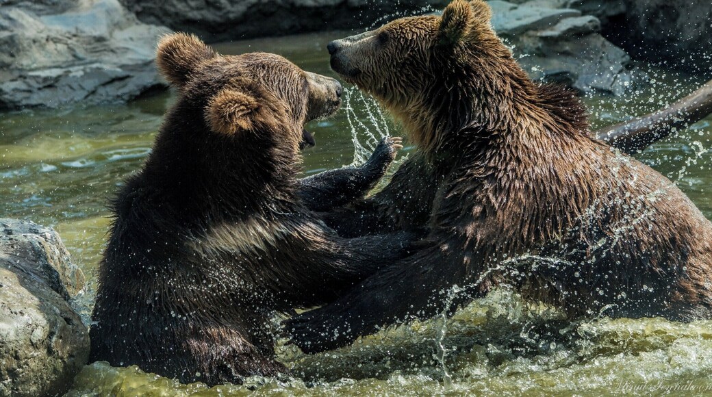Beijing Zoo is not the best of a zoo, but there is quite a variety of animals in the park. It occupies a massive area in the city. I really enjoyed these two adorable bears playing with each other. Above all, it is the best place in Beijing to visit Giant Pandas as well.