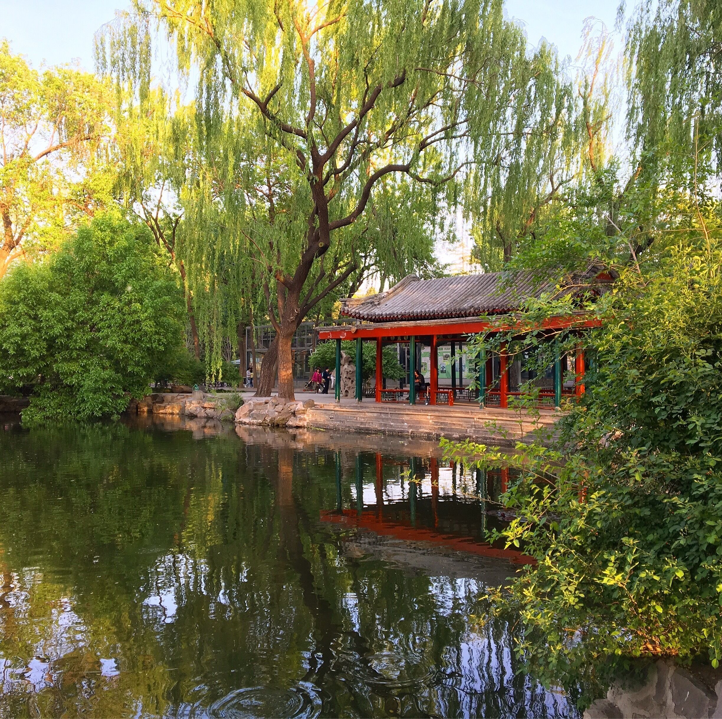 I am a fan of pandas so when I was in China, I visited the Beijing Zoo. What I didn't expect was the beauty of the grounds at said zoo. Overall, I was blown away by the beauty I saw in China 