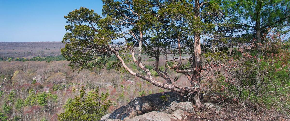 A mountainous landscape with a prominent tree with a twisted trunk and dense foliage.