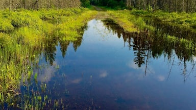 Um rio tranquilo refletindo árvores e o céu.