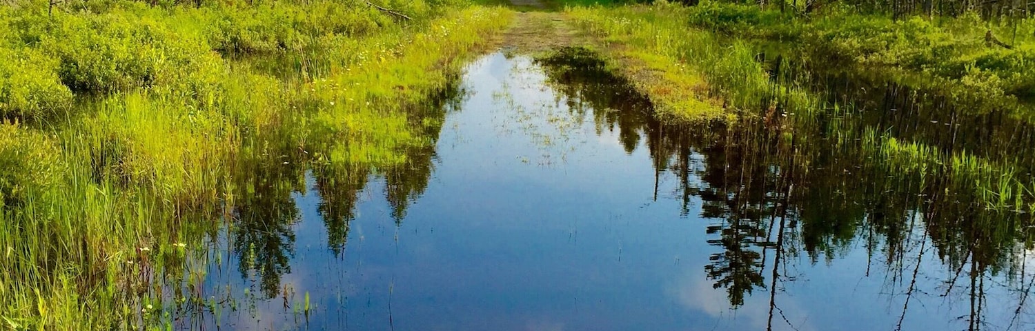 Un río tranquilo que refleja árboles y el cielo.
