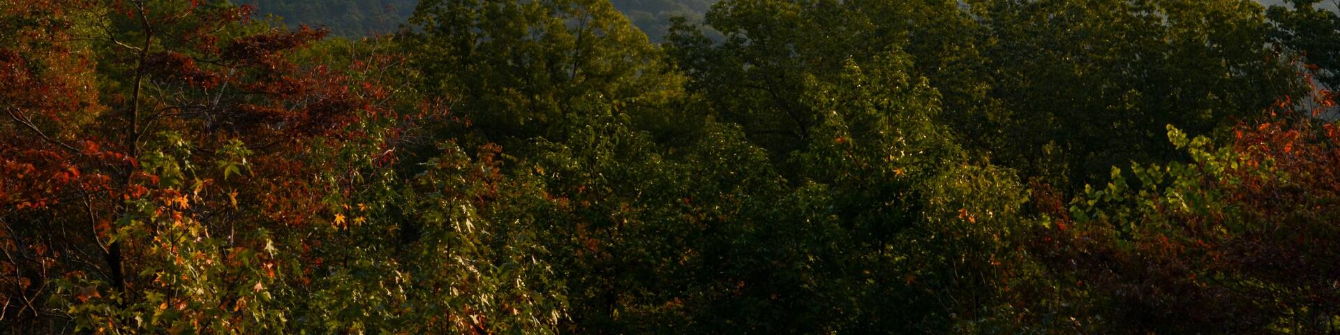 View of the fog covered valley below. Taken from the top of Morrow Mountain State Part NC
