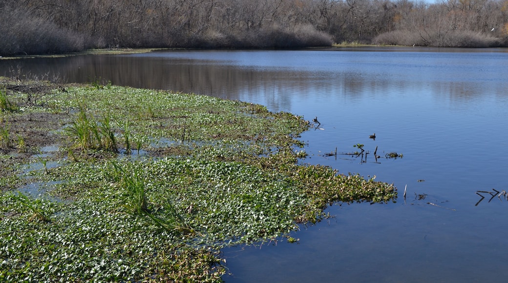 White Lake in Cullinan Park during early spring day, Sugar Land, Texas
