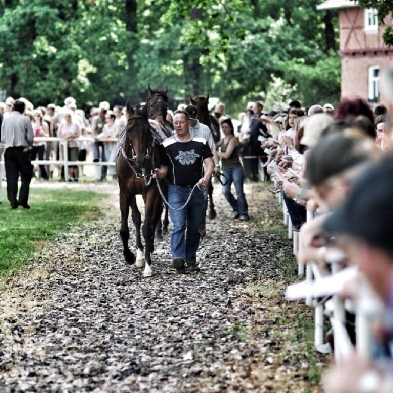 A horse being led down a gravel path by a person.