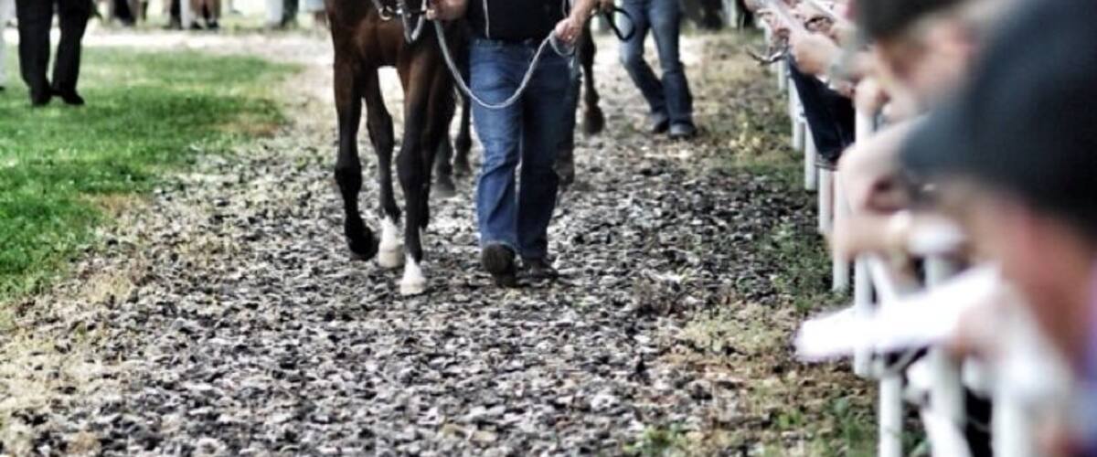 A horse being led down a gravel path by a person.