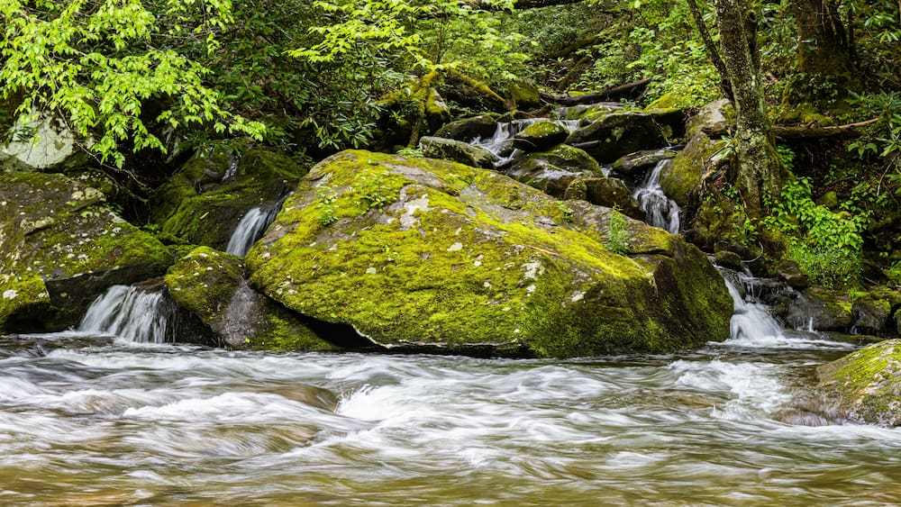A stream flowing over moss-covered rocks in a forested area.