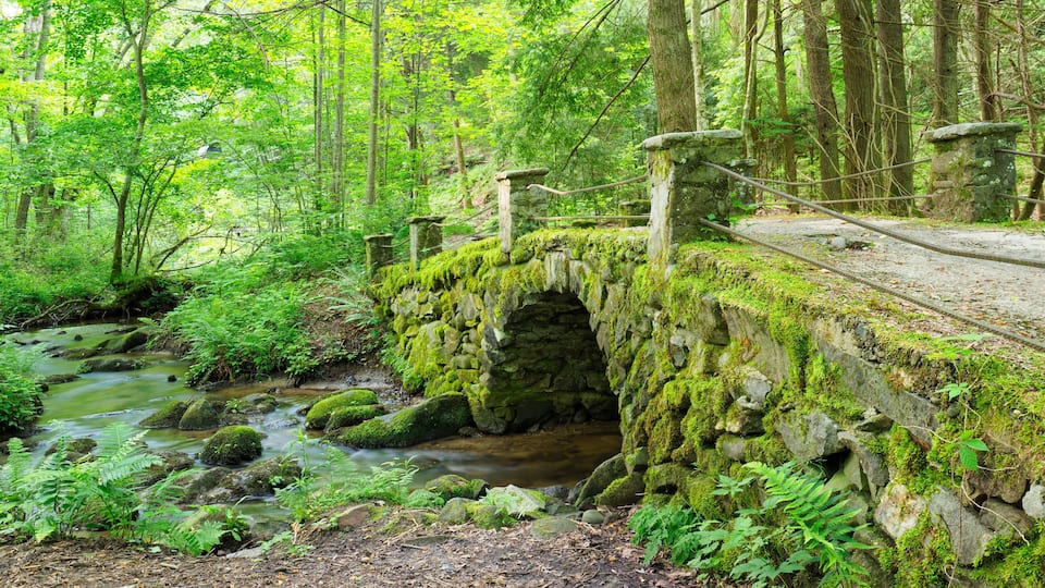 A moss-covered stone bridge over a stream in a dense forest.