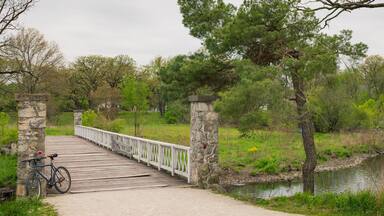 Un paseo marítimo de madera sobre un río, rodeado de árboles y vegetación.