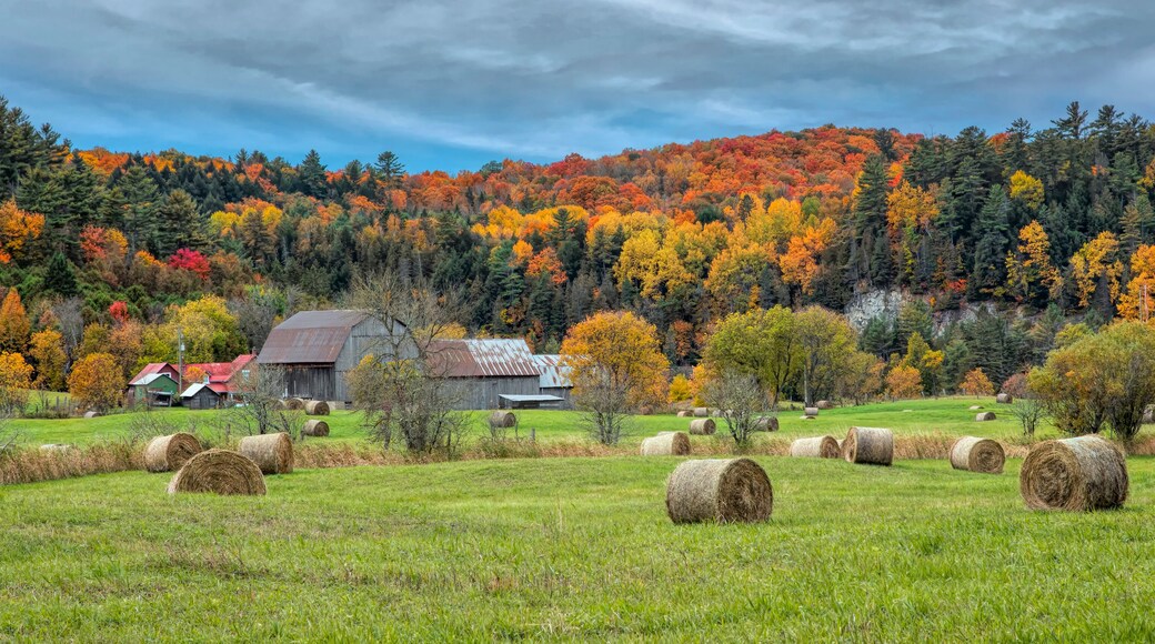A beautiful autumn scene of hay bales covering a farm field in autumn near Chelsea, Quebec, Canada