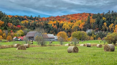 A beautiful autumn scene of hay bales covering a farm field in autumn near Chelsea, Quebec, Canada