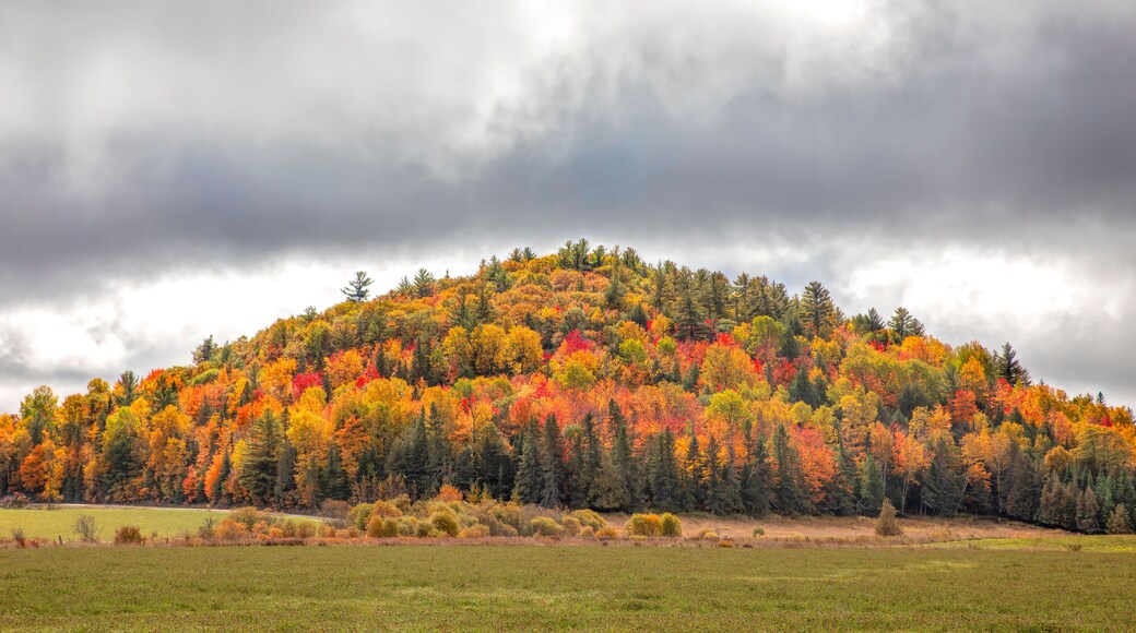 Colourful mountain with trees in full autumn colours in Chelsea, Quebec, Canada
