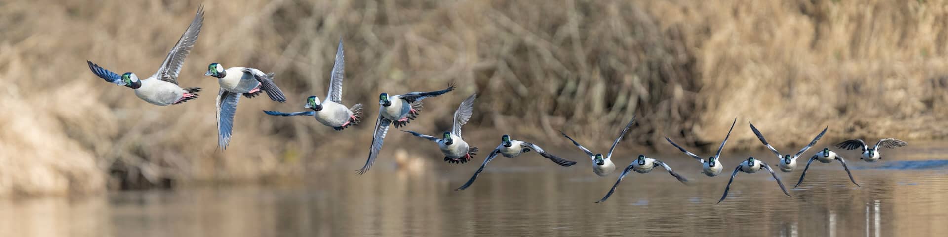 USA, Washington State. Composite image of a male Bufflehead (Bucephala albeola) taking off from the Sammamish Slough. Kenmore.