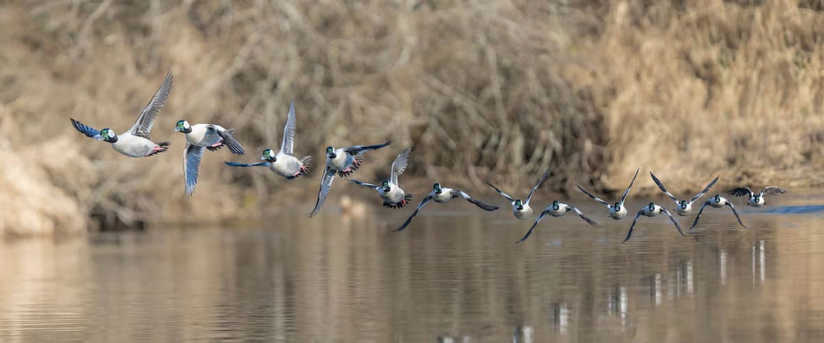A group of geese flying over a calm body of water with dry reeds in the background.