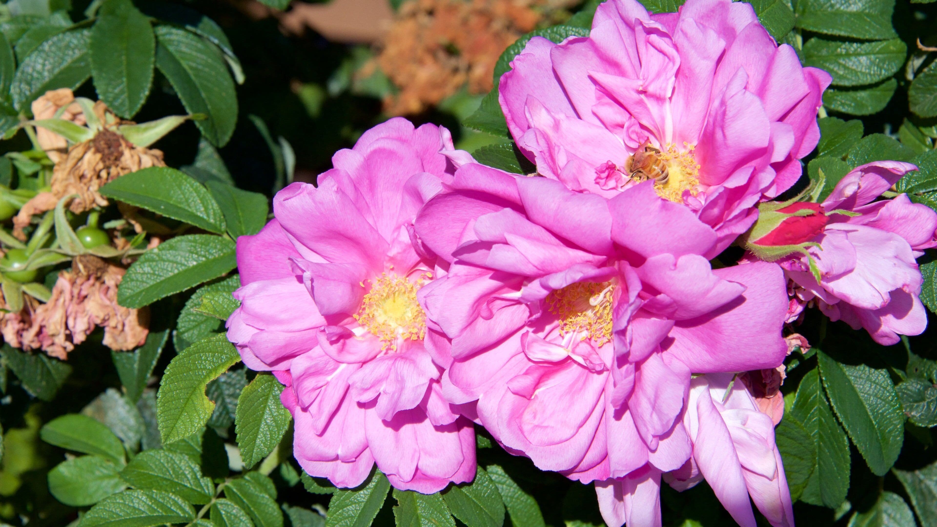 Bothell which includes flowers