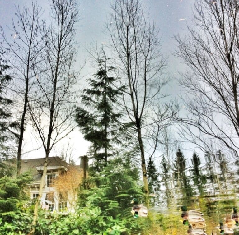 The North Creek Trail is filled with lots of ducks. Bring some bread for a fun afternoon.