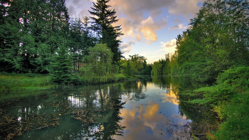A calm river surrounded by dense forest and tall trees.