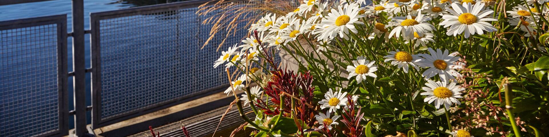 Evening sun on the marina and flowers along the Port of Edmonds waterfront, Washington