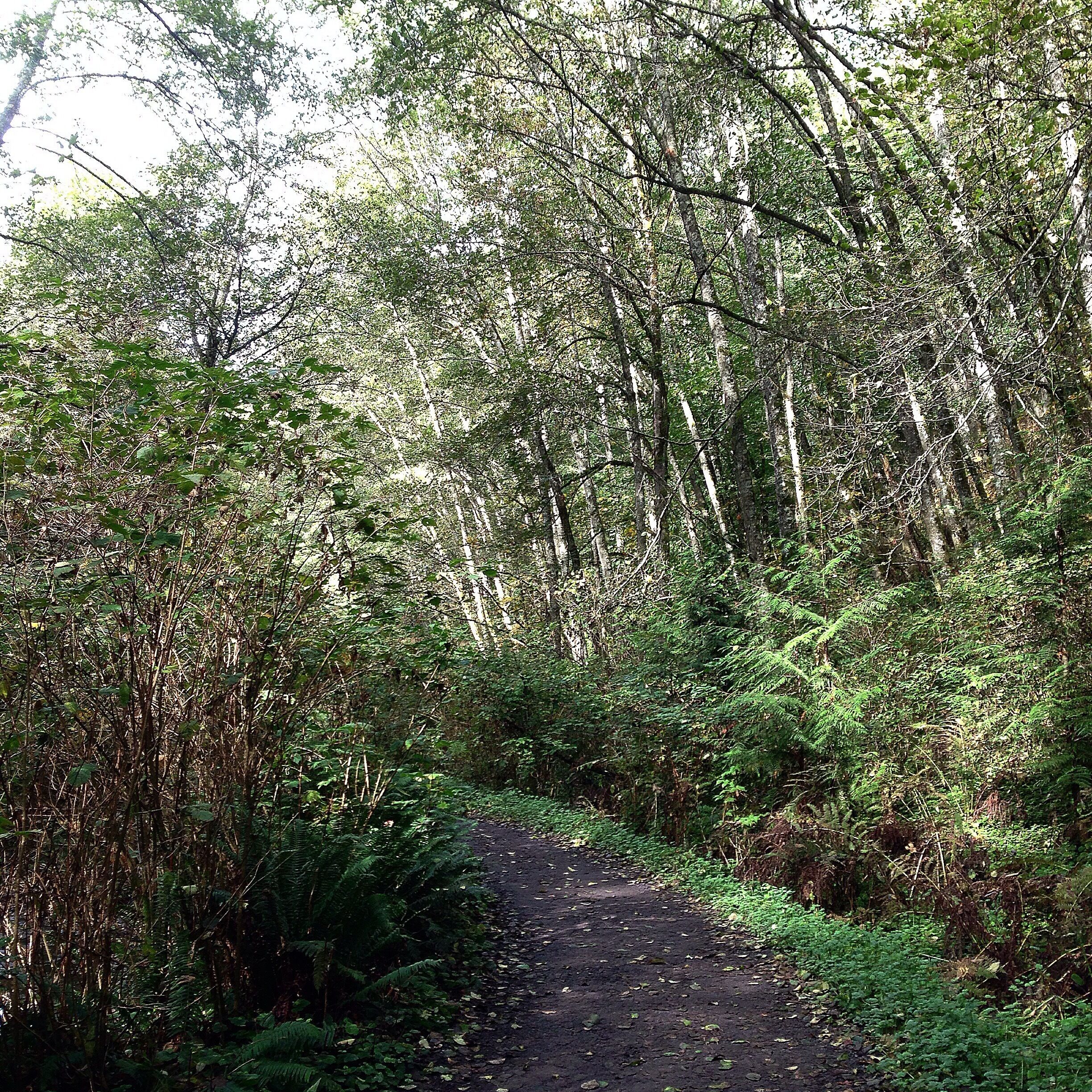 Meadowdale park in Lynnwood area is an easy trail and ends at the beach side in Edmonds. By here also picnic tables and bathrooms near the shore side.  This trail loops around to a full round trip.  Wide trail and dogs are welcome.