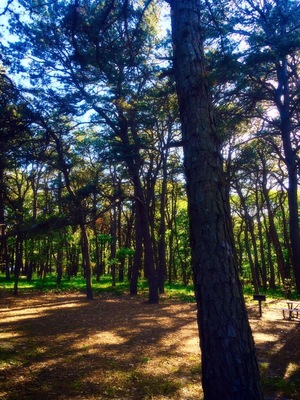 Hidden gem on the east end of Long Island. Camp ground hAs biking,hiking and boating. Try your luck in the inlet and fish for bass and blues rite off the beach. Area was rumored to be part of secret government testing in the past. Playing softball I can tell some sort of underground facility is under the baseball field because the ball dident bounce well and if u threw the ball str8 down it sounded hallow. Can't wait to go back
#hiking