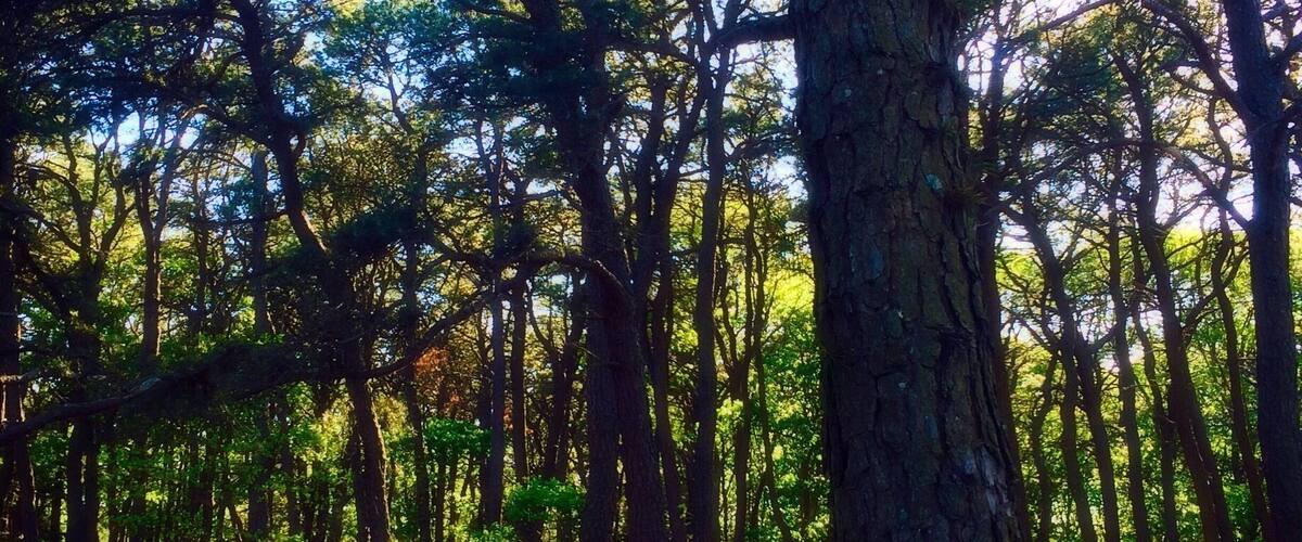 A dense forest with tall trees and a dirt path.