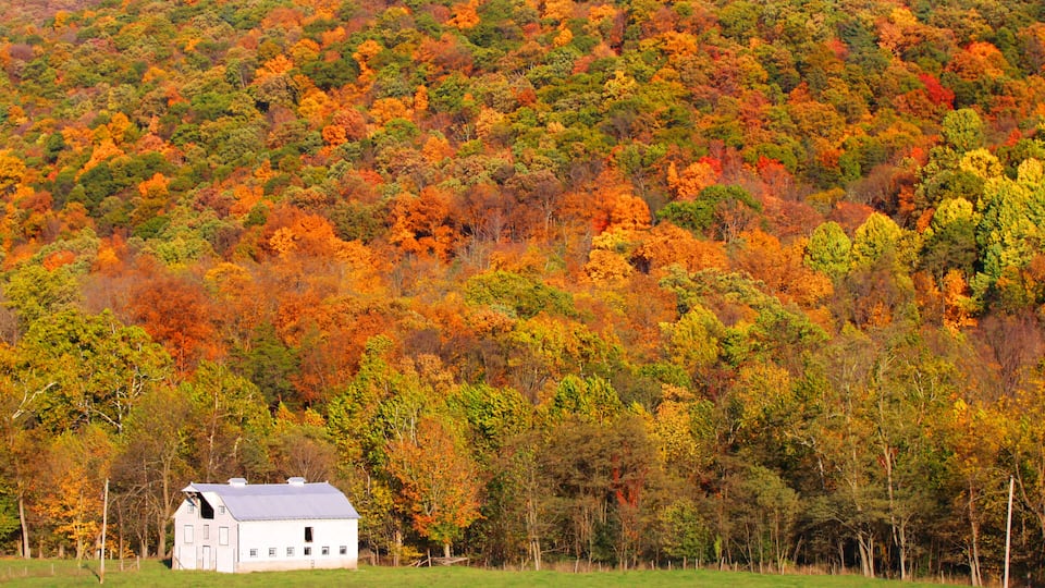 A white barn in a grassy field with a backdrop of autumn-colored trees on a hillside.