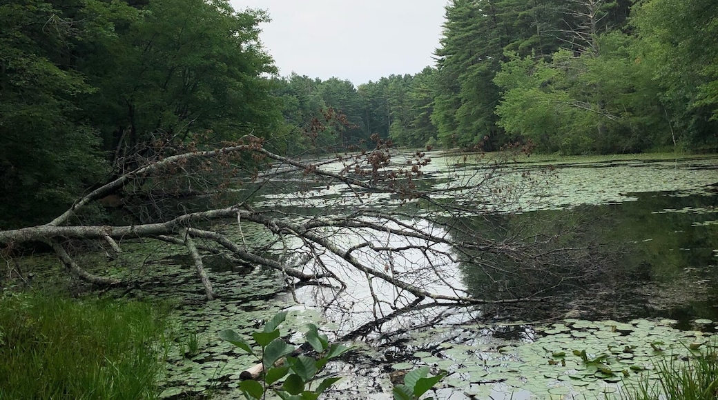 Can you believe within 45 minutes of Boston and out of state it’s still $27! Best deal I have found in Massachusetts campgrounds