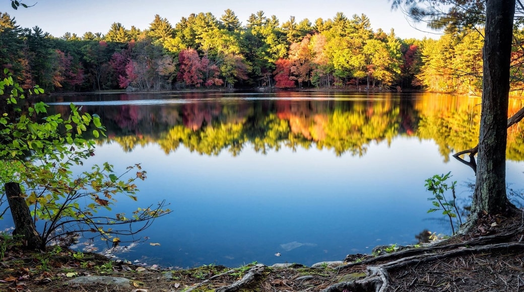 We are in the apex of the autumn here, in Massachusetts. So, why not to take a walk and enjoy the beautiful colors that it has to offer?