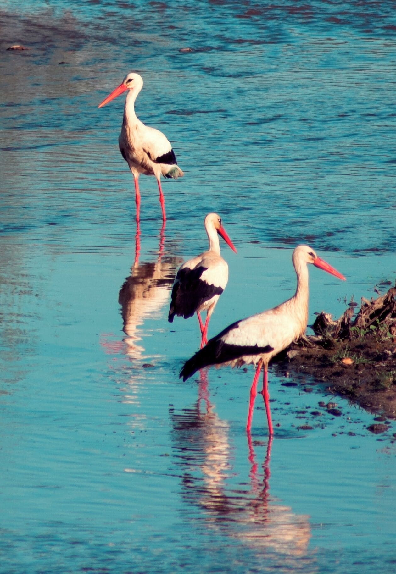 White Storks wading in Guadiana River, Badajoz, Extremadura, Spain.