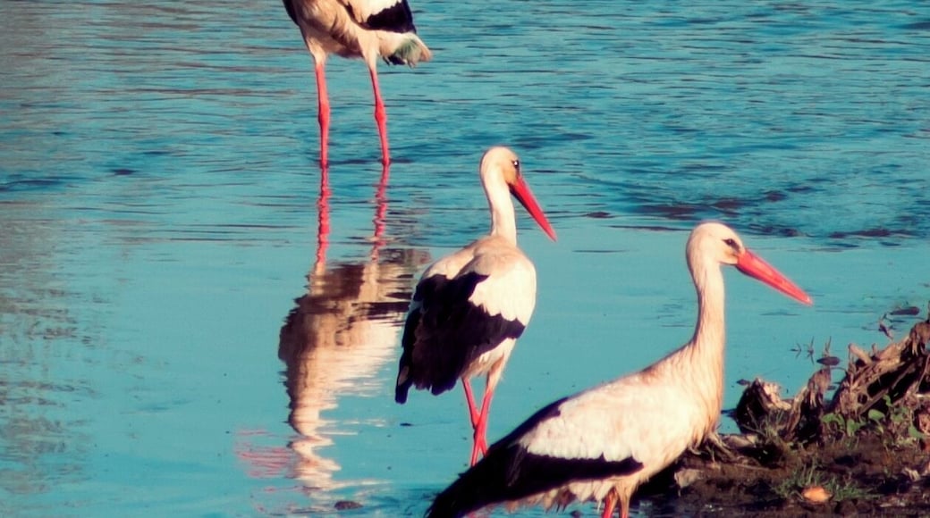 White Storks wading in Guadiana River, Badajoz, Extremadura, Spain.