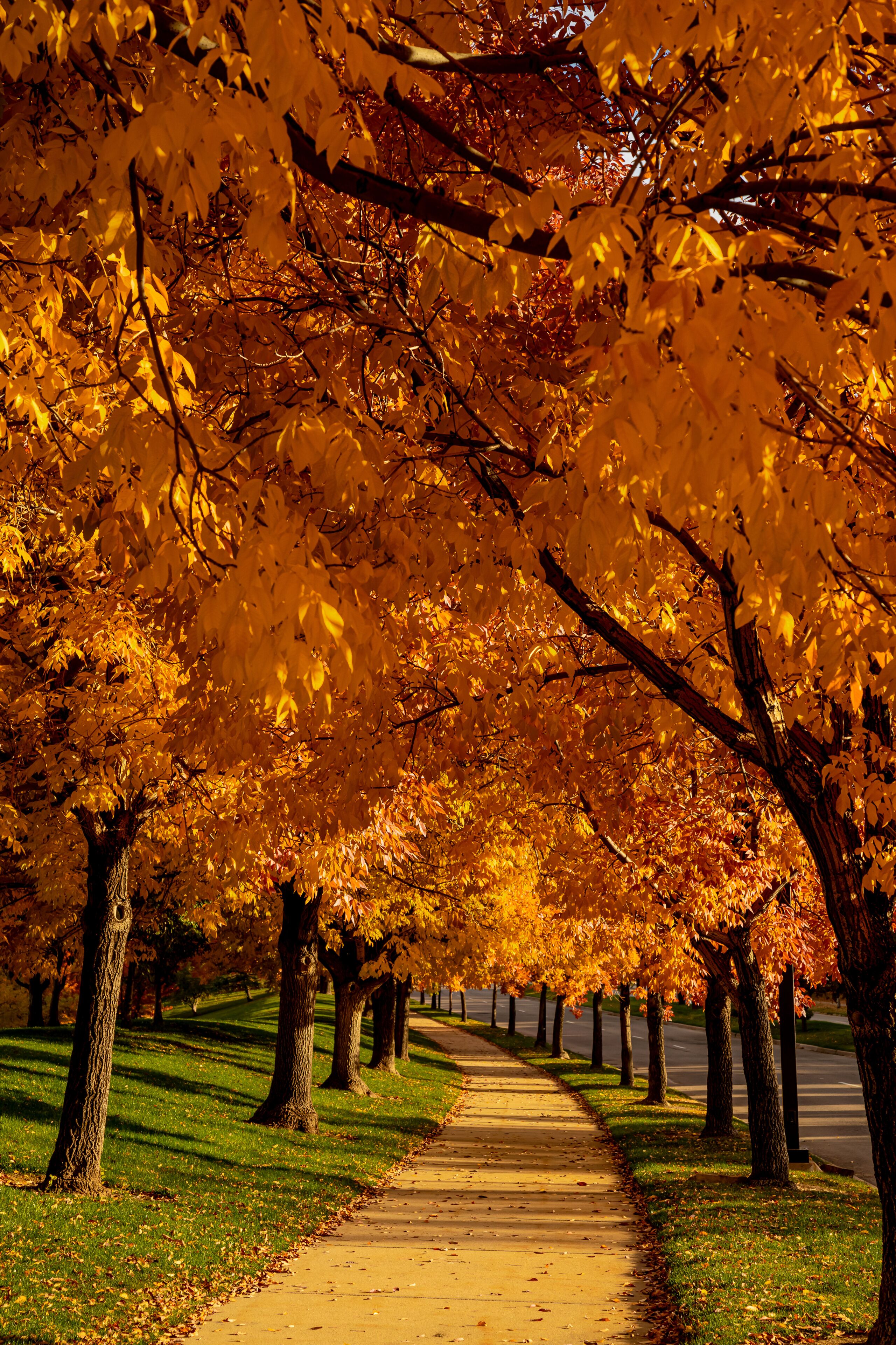 Peak Fall Color in south Denver Colorado urban park