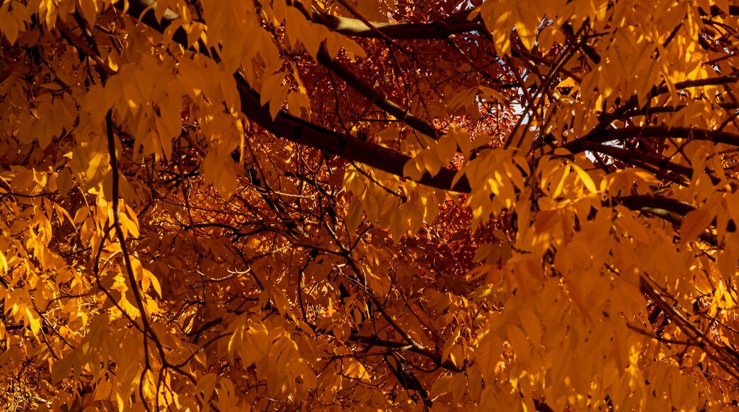 Peak Fall Color in south Denver Colorado urban park