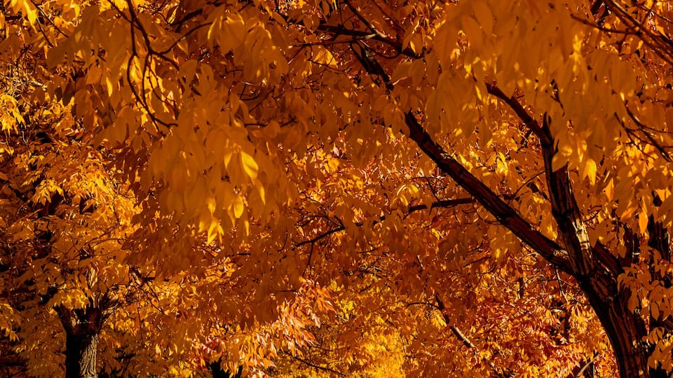 Peak Fall Color in south Denver Colorado urban park