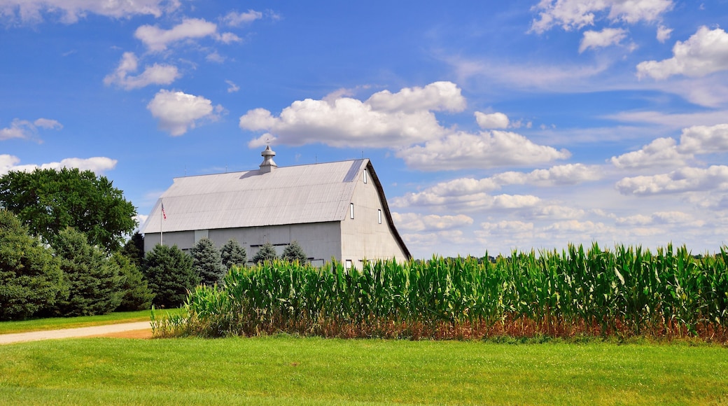 A barn with a sloped roof, surrounded by a cornfield and a grassy area with trees.