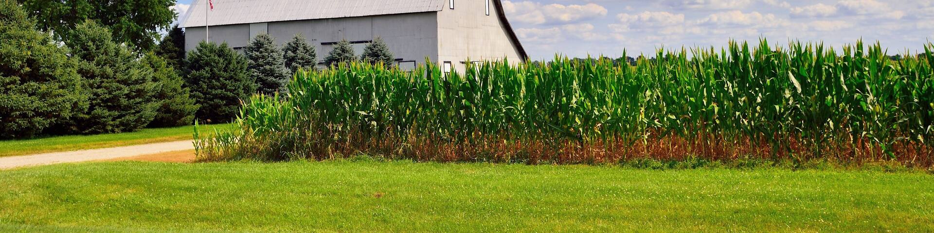 A barn with a sloped roof, surrounded by a cornfield and a grassy area with trees.
