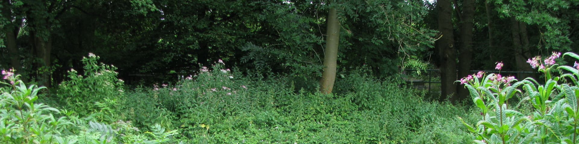 der Beginn des Ăberlaufs von der Strunde zum Faulbach