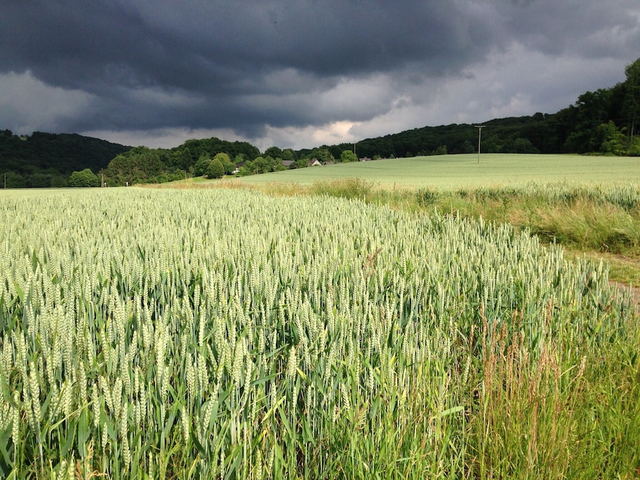 A wheat field with a cloudy sky.