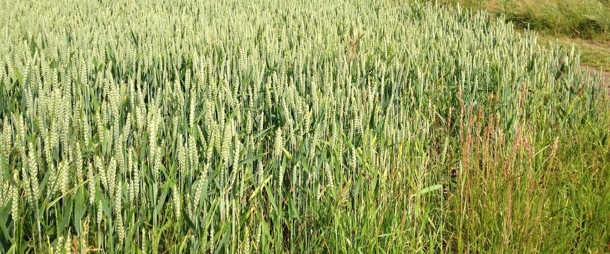 A wheat field with a cloudy sky.