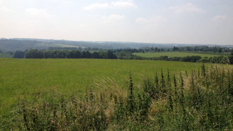 A vast green field with a line of trees in the distance and a cloudy sky.